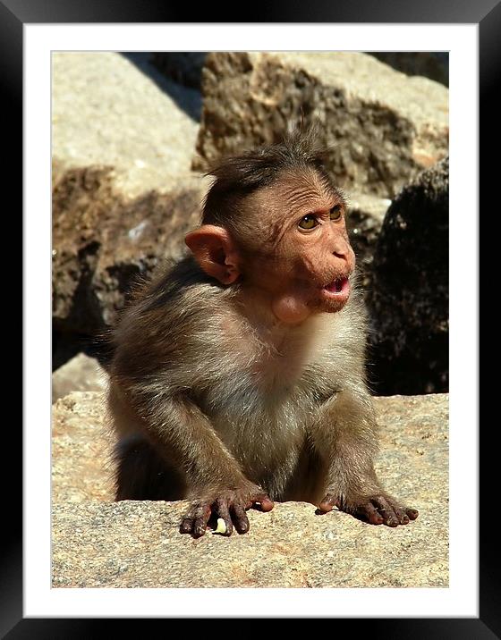 Cheeky Monkey Framed Mounted Print by Serena Bowles