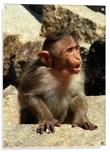 Cheeky Monkey Acrylic by Serena Bowles