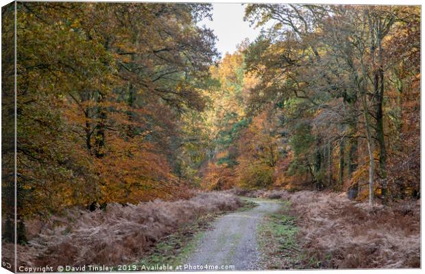 Along the Woodland  Track Canvas Print by David Tinsley
