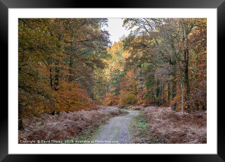 Along the Woodland  Track Framed Mounted Print by David Tinsley