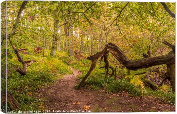 A woodland walk Canvas Print by Phil Reay
