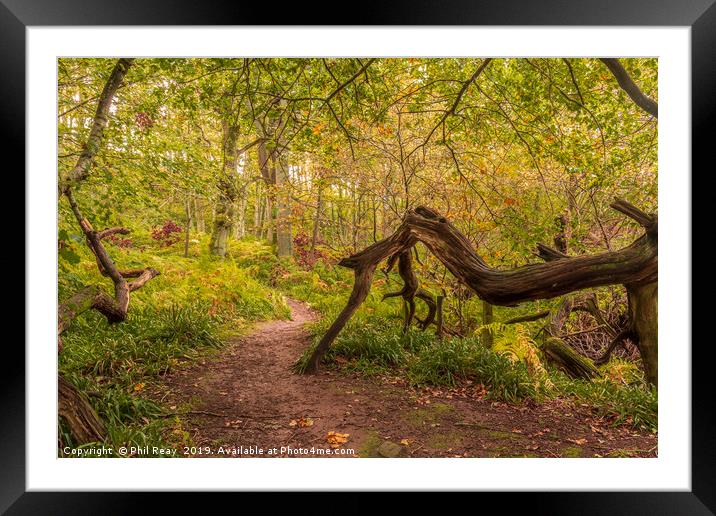 A woodland walk Framed Mounted Print by Phil Reay