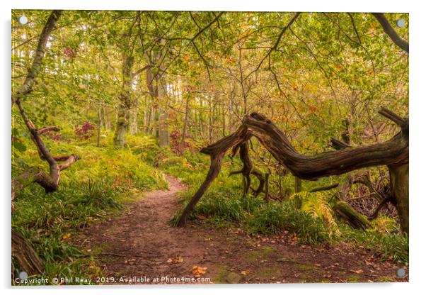 A woodland walk Acrylic by Phil Reay