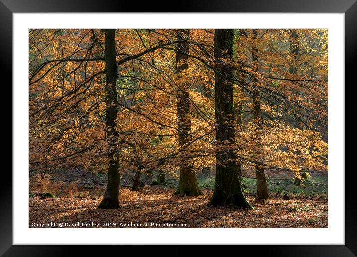 Golden Beech Leaves Framed Mounted Print by David Tinsley
