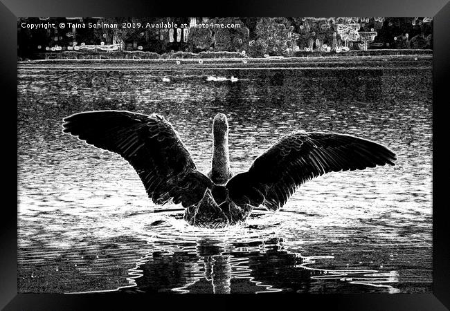 Black Swan Spreading Wings Framed Print by Taina Sohlman