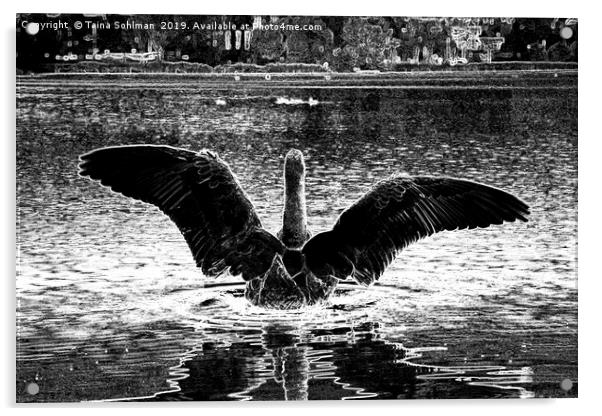 Black Swan Spreading Wings Acrylic by Taina Sohlman