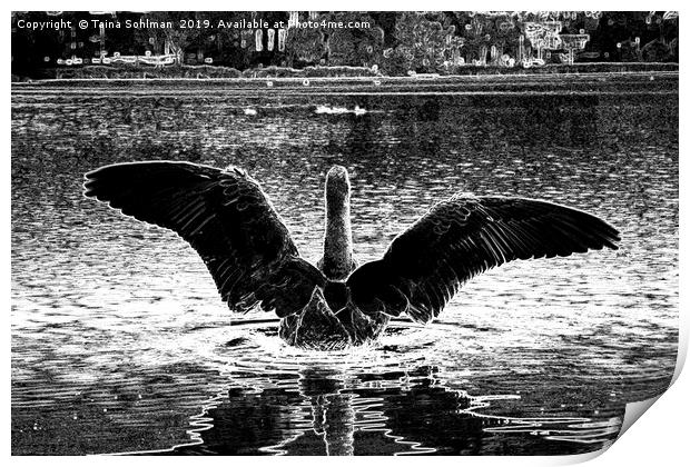 Black Swan Spreading Wings Print by Taina Sohlman