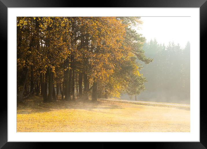 Morning at the edge of the forest. Fog and sunligh Framed Mounted Print by Sergey Fedoskin