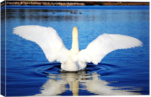 White Swan Spreading Wings Canvas Print by Taina Sohlman