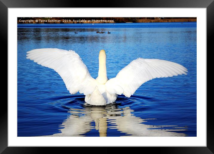 White Swan Spreading Wings Framed Mounted Print by Taina Sohlman