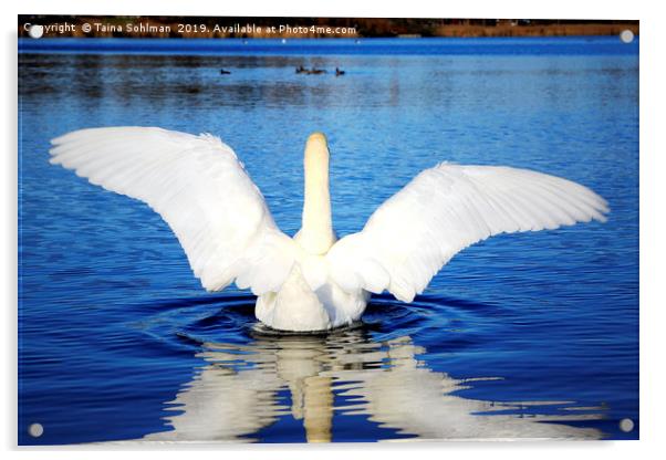 White Swan Spreading Wings Acrylic by Taina Sohlman