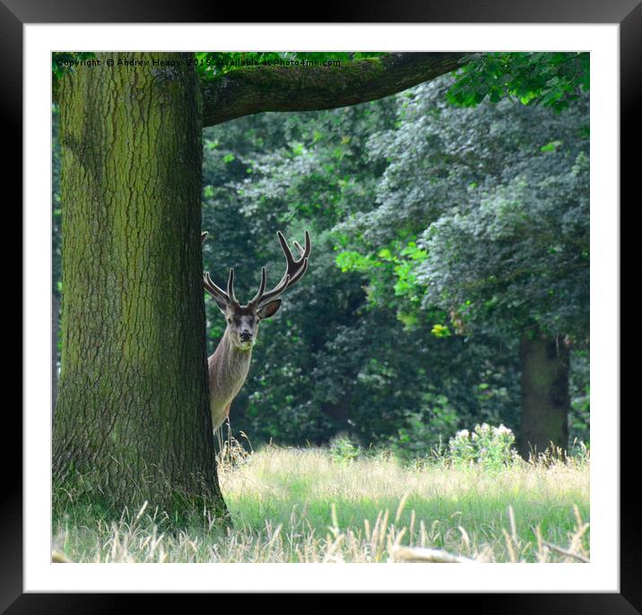 Curious red stag deer Framed Mounted Print by Andrew Heaps