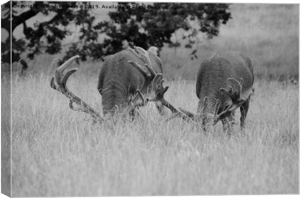 Majestic Stags in their Natural Habitat Canvas Print by Andrew Heaps