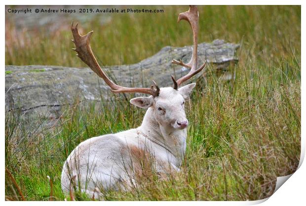Albino young stag deer Print by Andrew Heaps