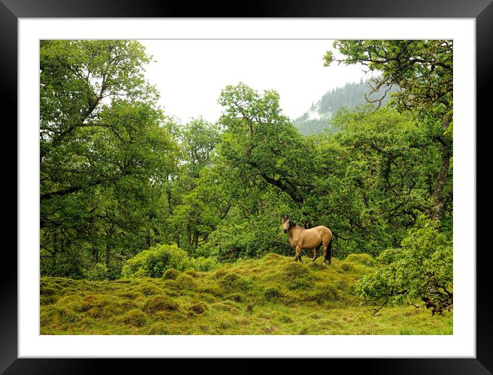 Horse On Hill Framed Mounted Print by Ronnie Reffin