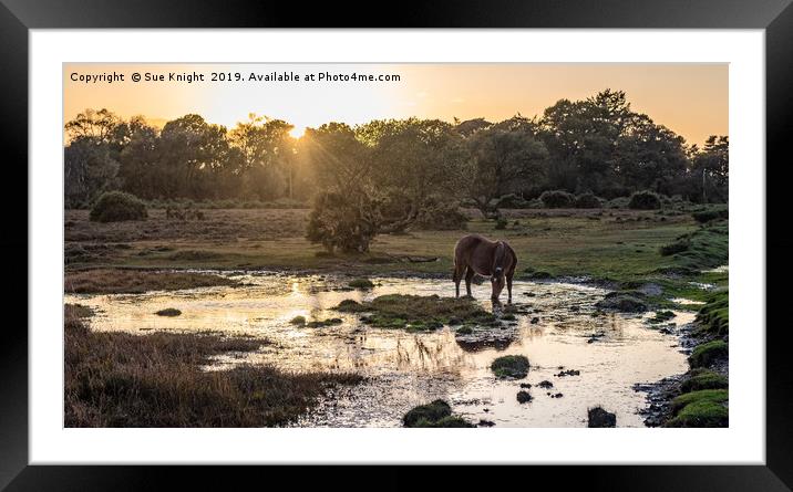Tranquil view of a New Forest Pony as the sun goes Framed Mounted Print by Sue Knight