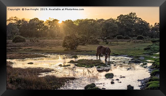Tranquil view of a New Forest Pony as the sun goes Framed Print by Sue Knight