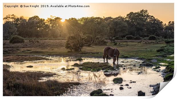 Tranquil view of a New Forest Pony as the sun goes Print by Sue Knight