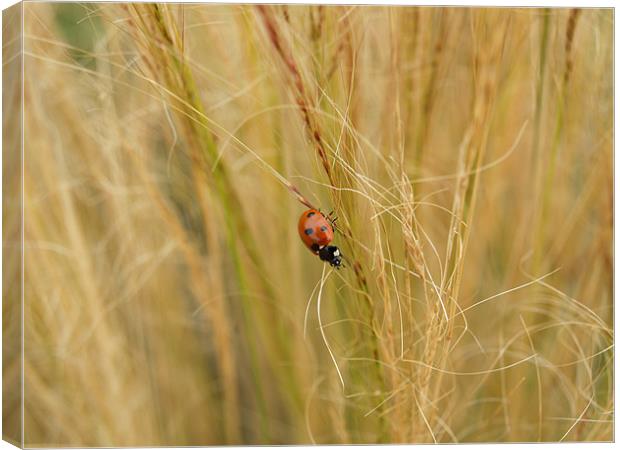 Ladybird in the grass Canvas Print by William Coulthard