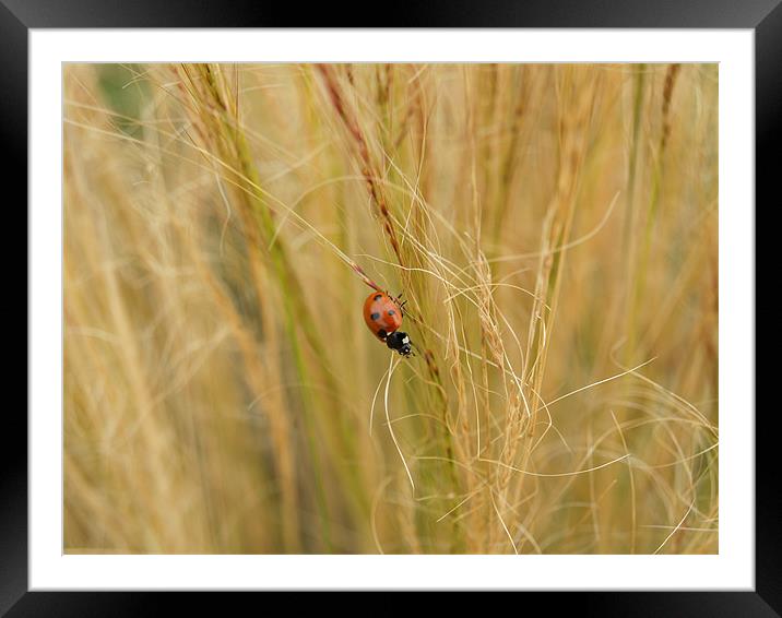 Ladybird in the grass Framed Mounted Print by William Coulthard