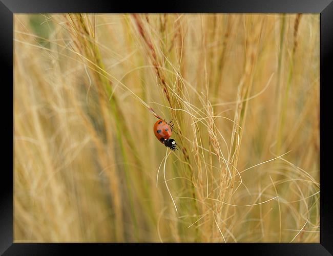 Ladybird in the grass Framed Print by William Coulthard