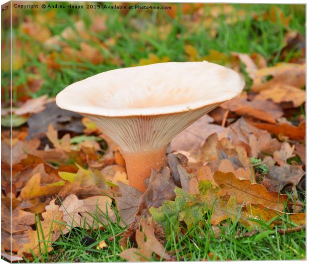 Fungi Tawny funnel (Lepista flaccida) Canvas Print by Andrew Heaps