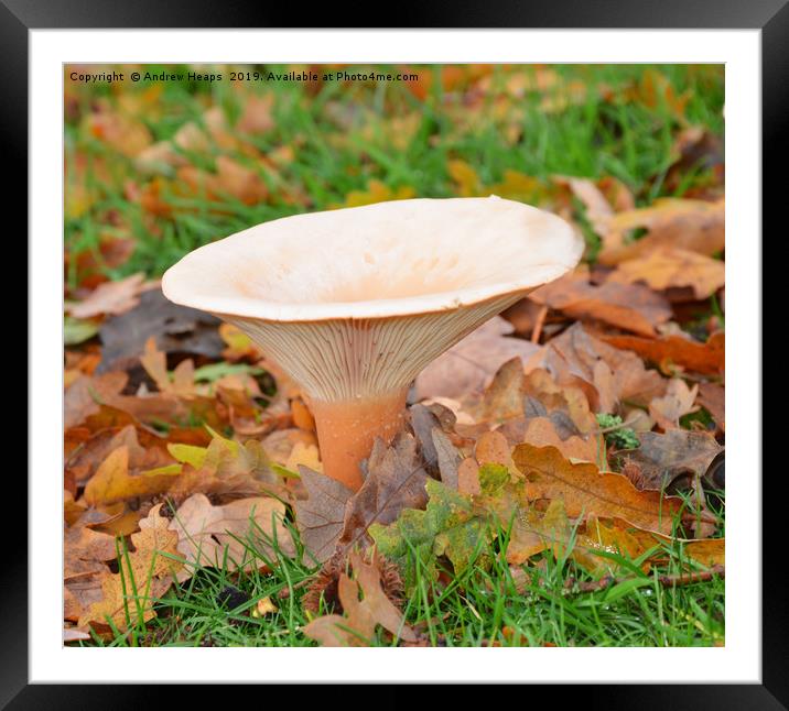 Fungi Tawny funnel (Lepista flaccida) Framed Mounted Print by Andrew Heaps