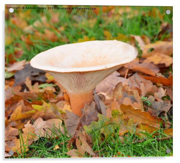 Fungi Tawny funnel (Lepista flaccida) Acrylic by Andrew Heaps