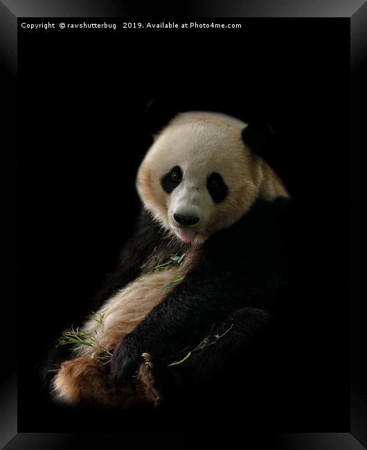 Giant Panda Sticking Out Her Tongue Framed Print by rawshutterbug 