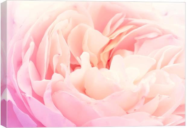 Soft pink rose petals Canvas Print by Jelena Maksimova