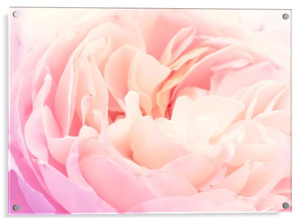 Soft pink rose petals Acrylic by Jelena Maksimova