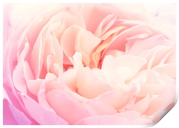 Soft pink rose petals Print by Jelena Maksimova