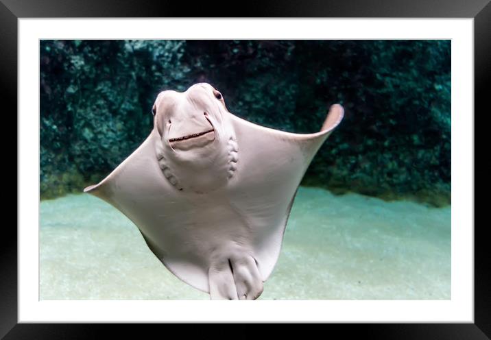 Cownose ray under water Framed Mounted Print by Jelena Maksimova