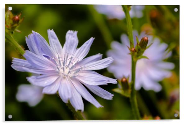 Close-up of chicory flower Acrylic by Jelena Maksimova