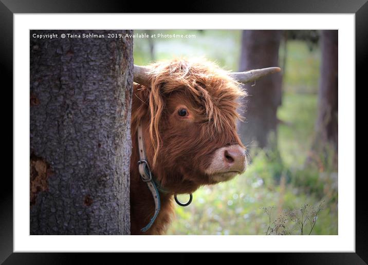 Young Highland Bull Peeks Behind Tree Framed Mounted Print by Taina Sohlman
