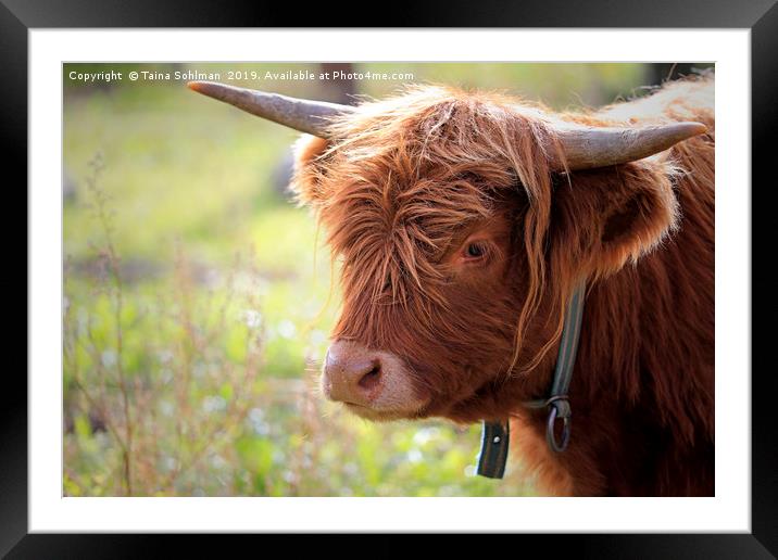 Young Highland Bull Close Up Framed Mounted Print by Taina Sohlman