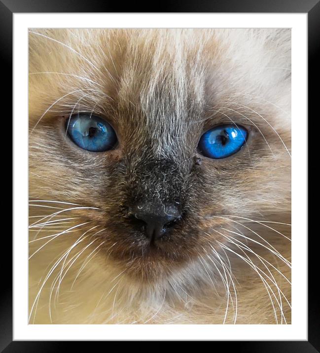 The portrait of Siberian cat with blue eyes Framed Mounted Print by Jelena Maksimova