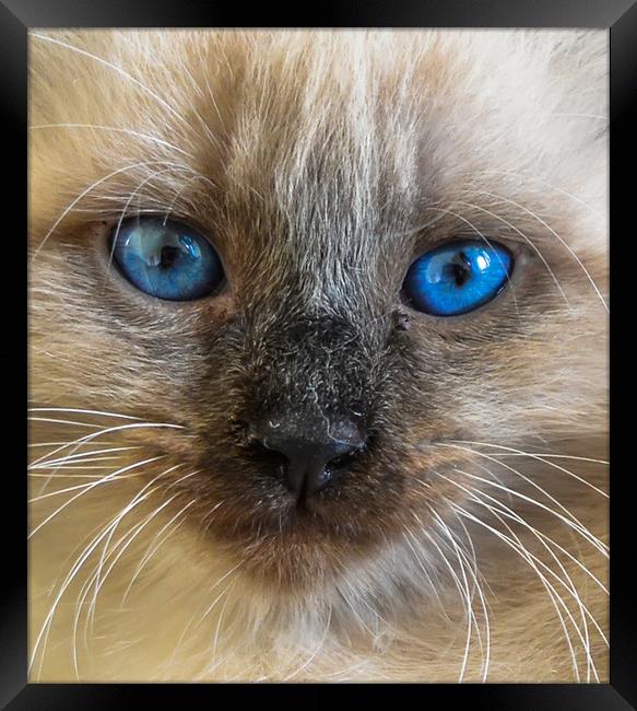 The portrait of Siberian cat with blue eyes Framed Print by Jelena Maksimova
