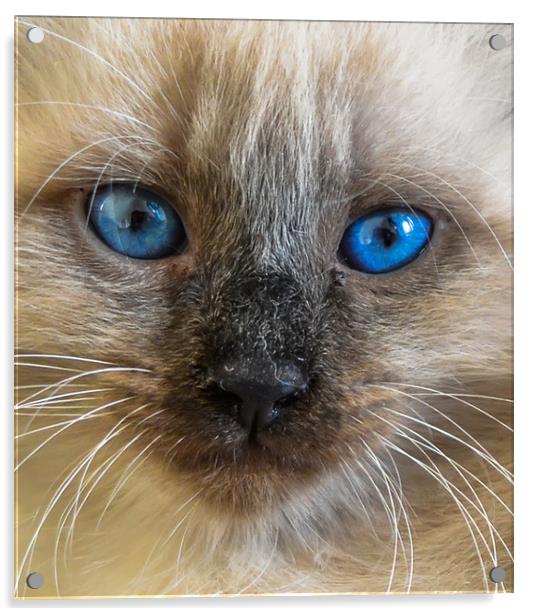 The portrait of Siberian cat with blue eyes Acrylic by Jelena Maksimova