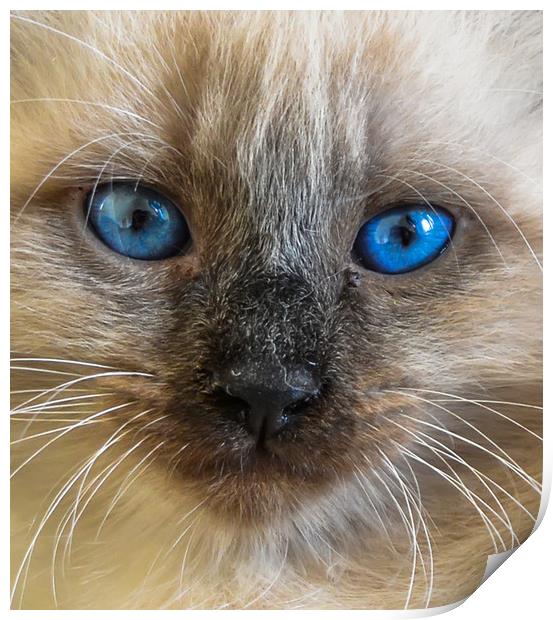 The portrait of Siberian cat with blue eyes Print by Jelena Maksimova