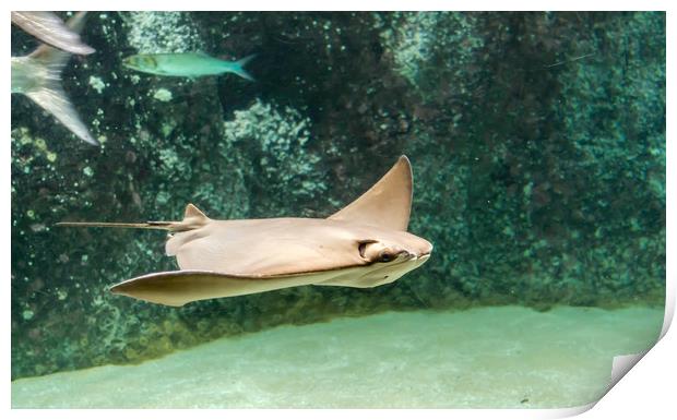 Swimming Cownose ray in turquoise water Print by Jelena Maksimova