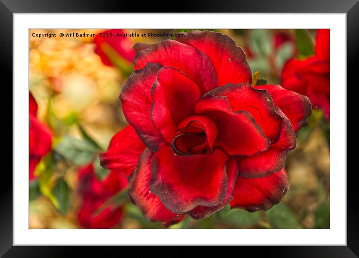 Autumn Rose  Framed Mounted Print by Will Badman