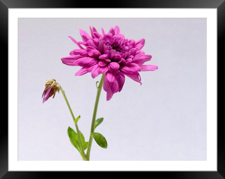 Purple Chrysanthemum Framed Mounted Print by Jonathan Thirkell