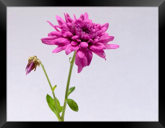 Purple Chrysanthemum Framed Print by Jonathan Thirkell