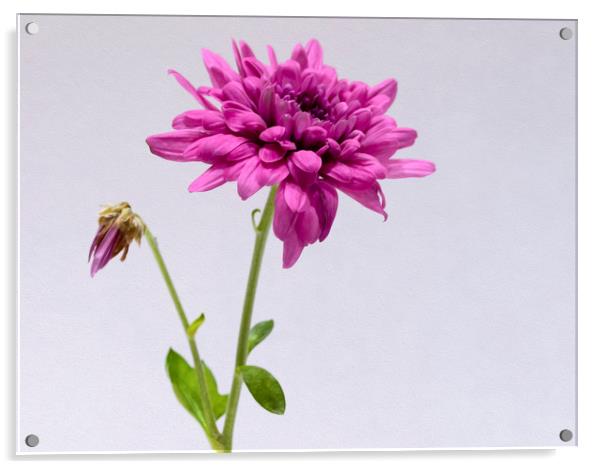 Purple Chrysanthemum Acrylic by Jonathan Thirkell