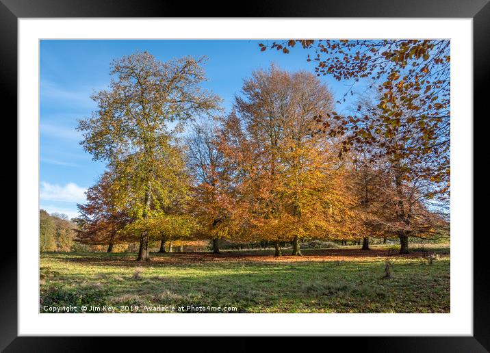 Copper Beech Trees Framed Mounted Print by Jim Key