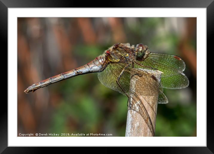 Dragonfly Resting Framed Mounted Print by Derek Hickey