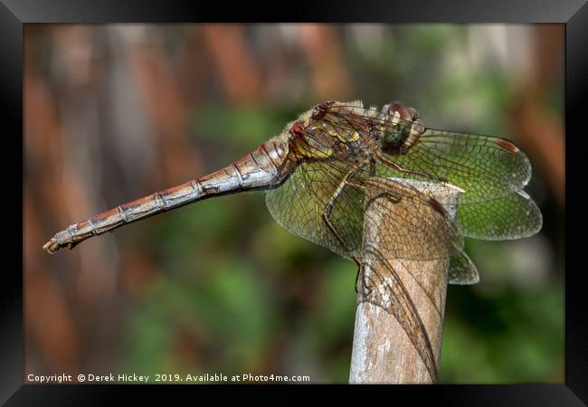 Dragonfly Resting Framed Print by Derek Hickey