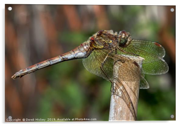 Dragonfly Resting Acrylic by Derek Hickey
