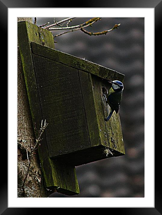 Blue tit Framed Mounted Print by Doug McRae